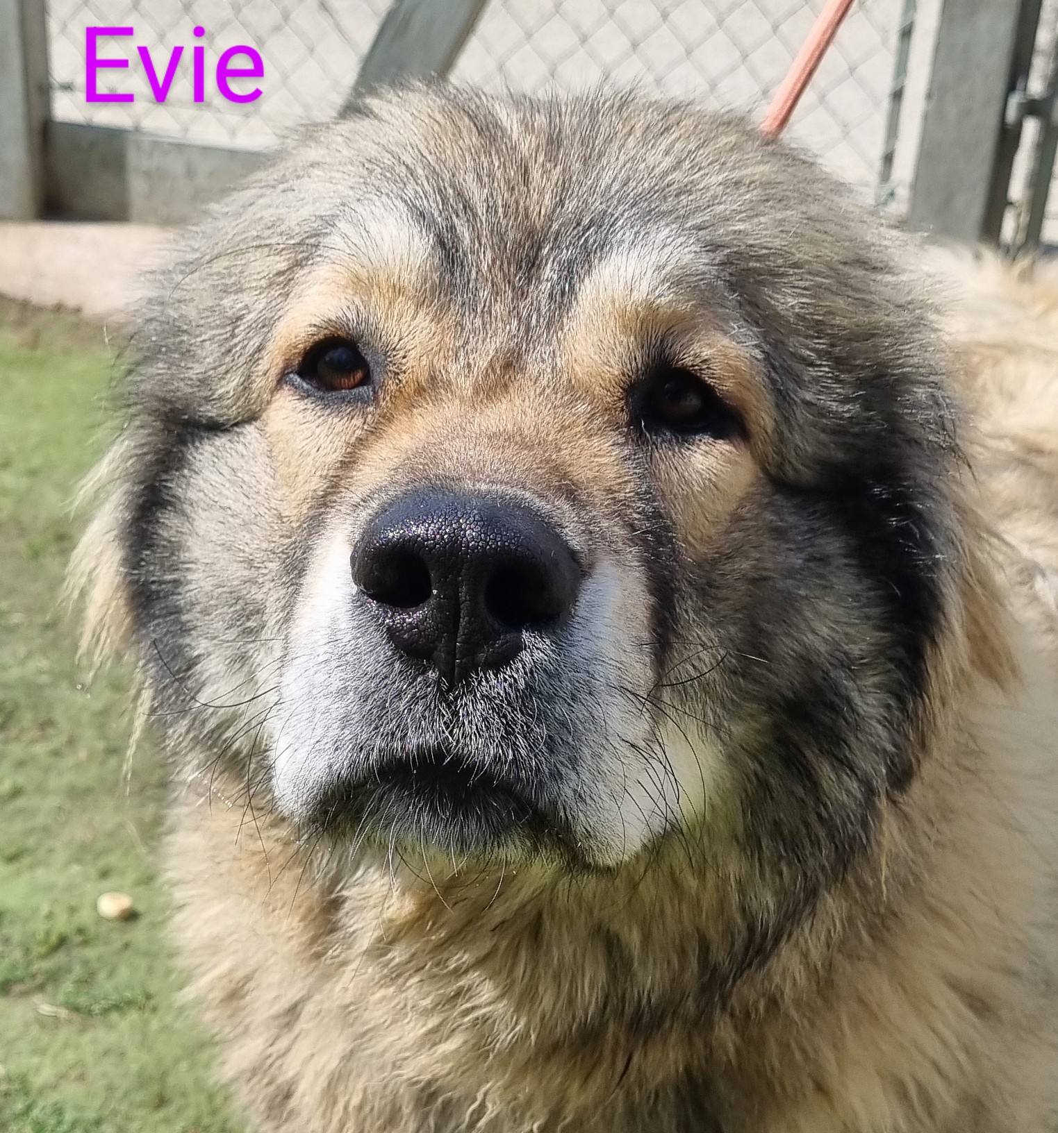 Evie - Cambridgeshire